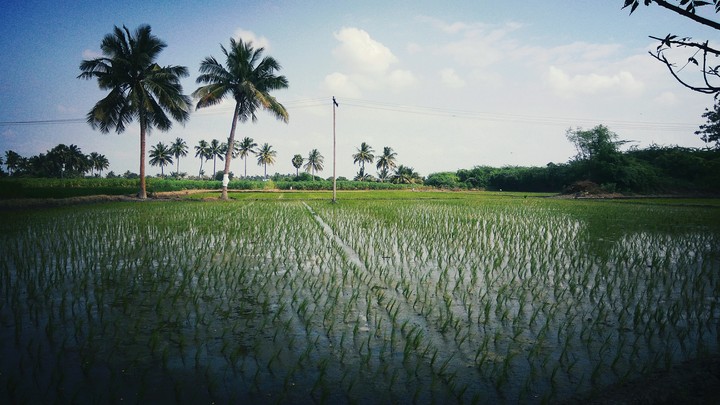 agriculture