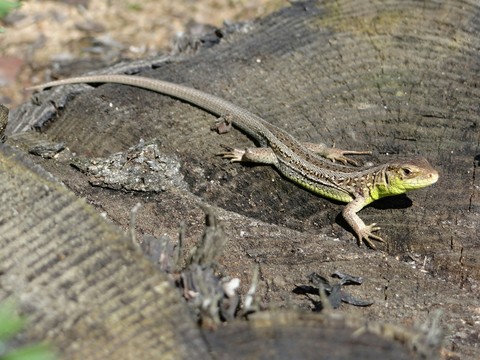 fondos de pantalla fauna, organism