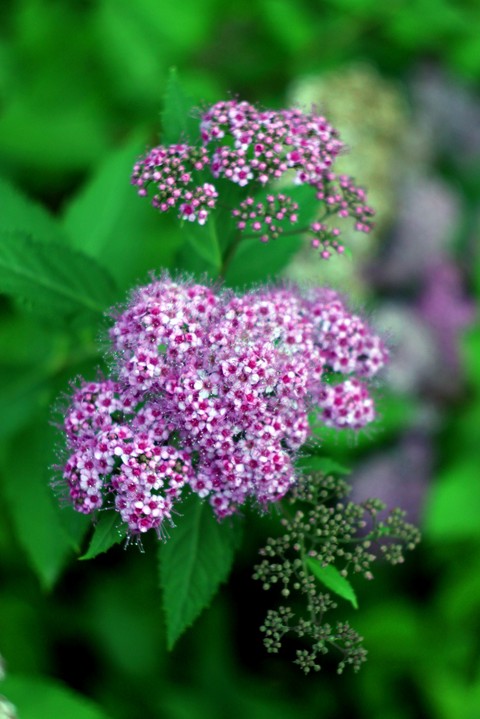 fondos de pantalla groundcover, spirea