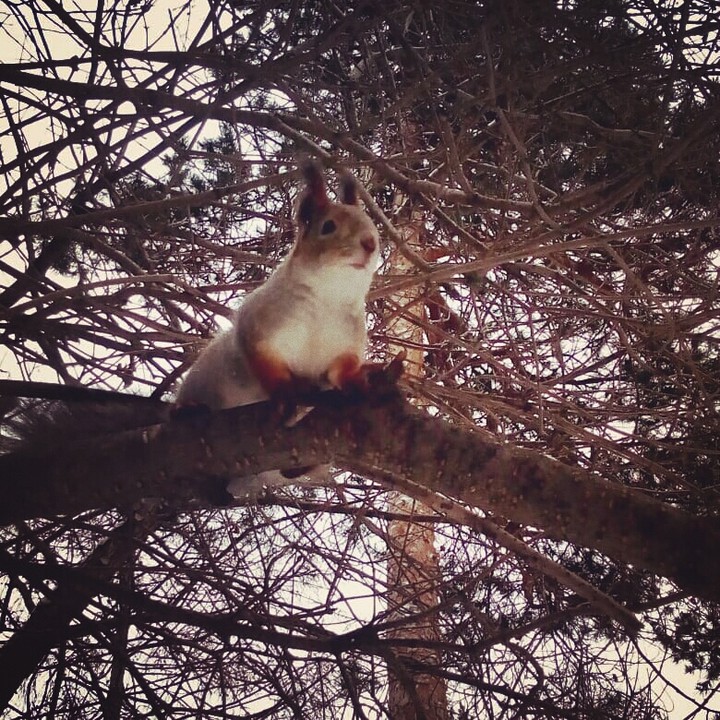 squirrel