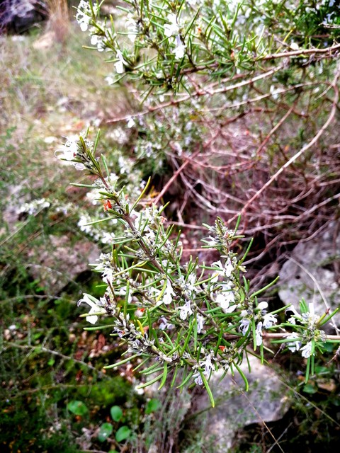 Rosemary bloom