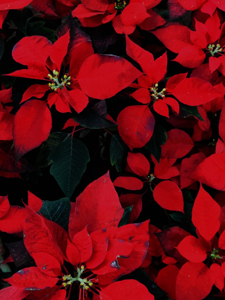 Bloomy