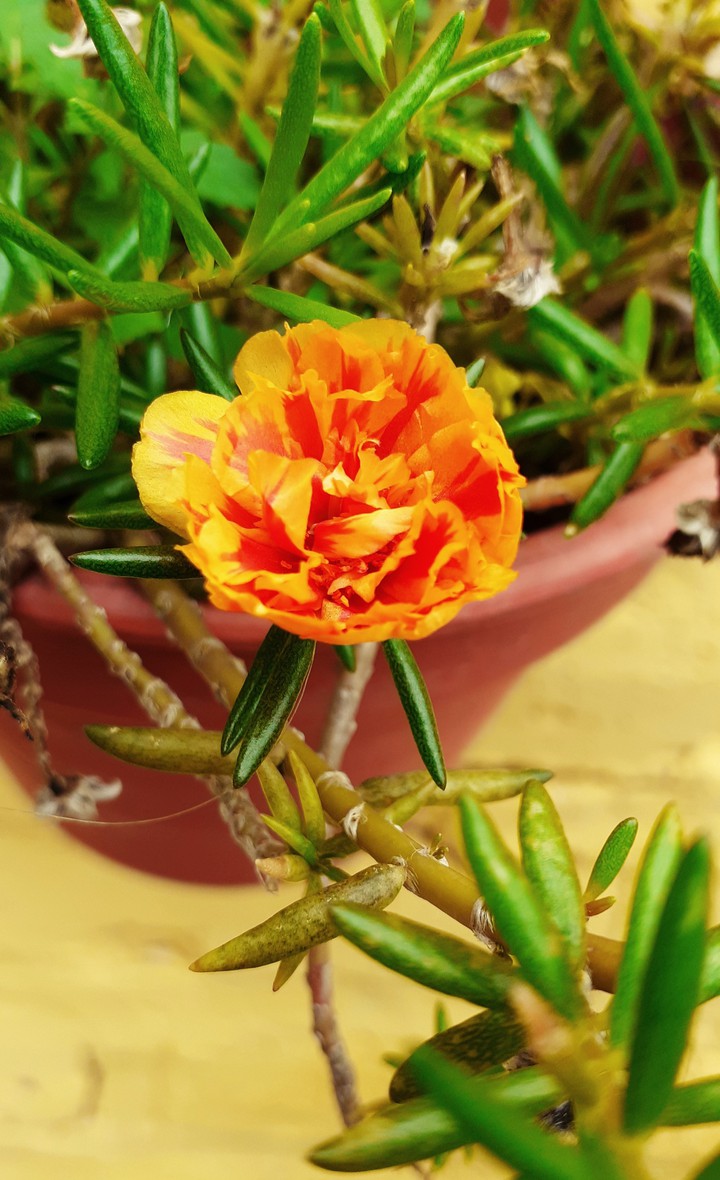 flor ?