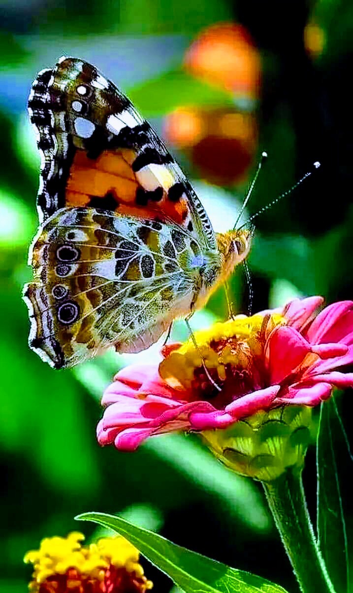 Butterfly and flower