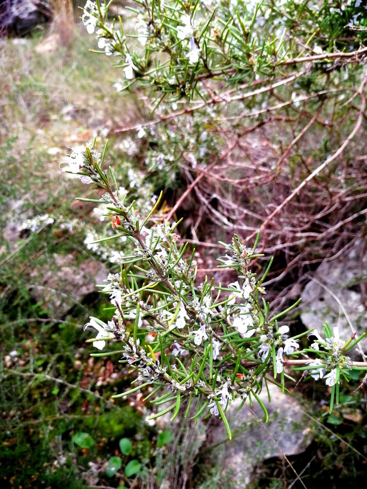Rosemary bloom
