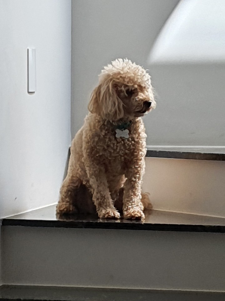 Huguinho