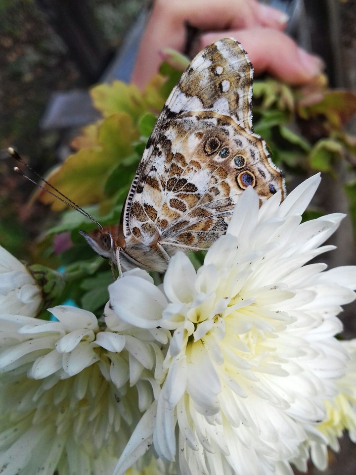 Butterfly