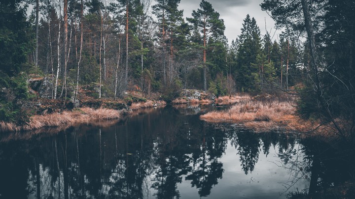 forest lake