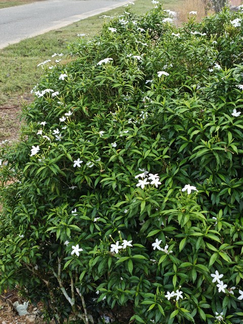 тапети flower, jasmine