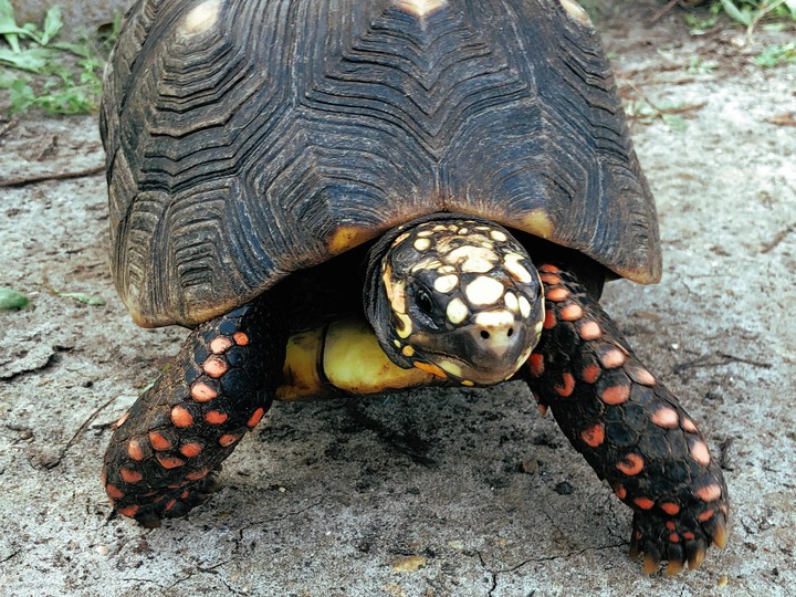tortoise