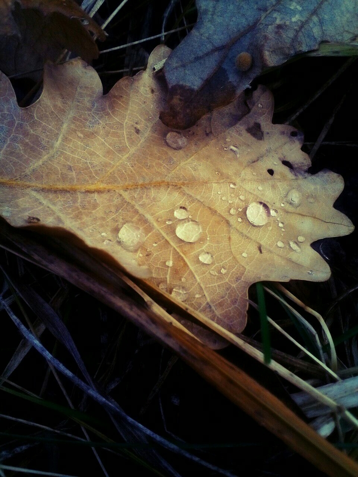 Raindrops on the leaf