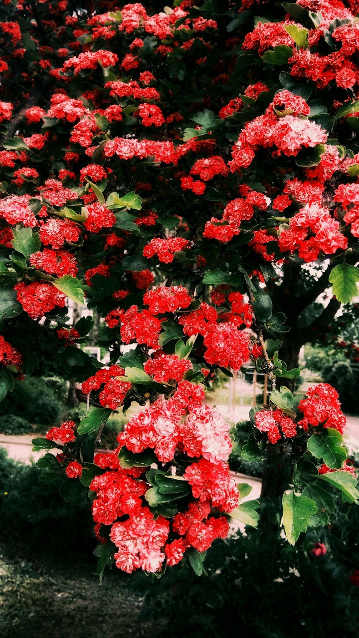 red