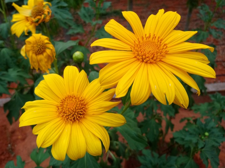 Beauty in Yellow