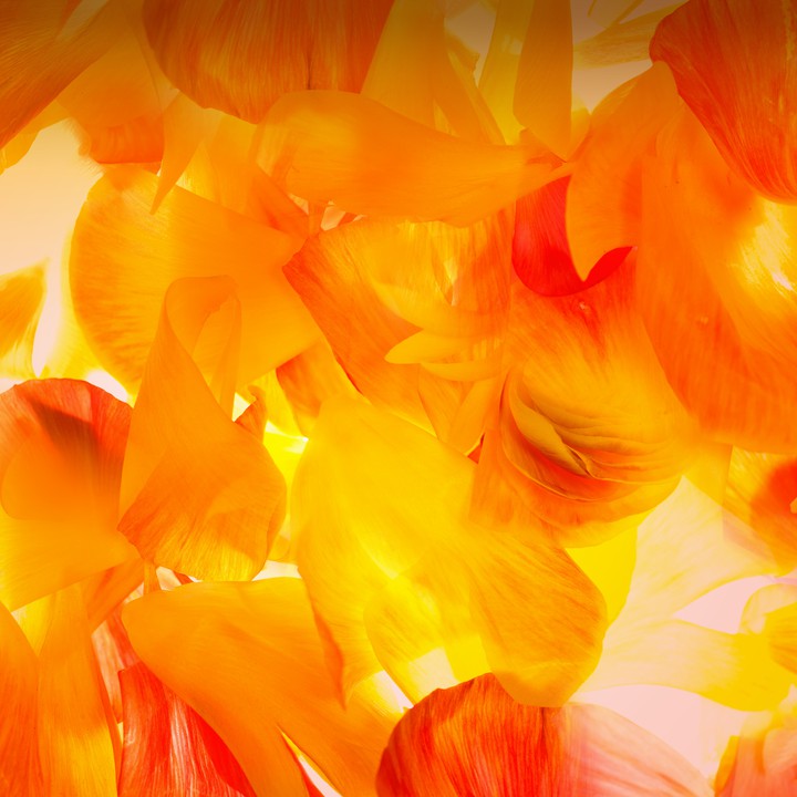 petalos