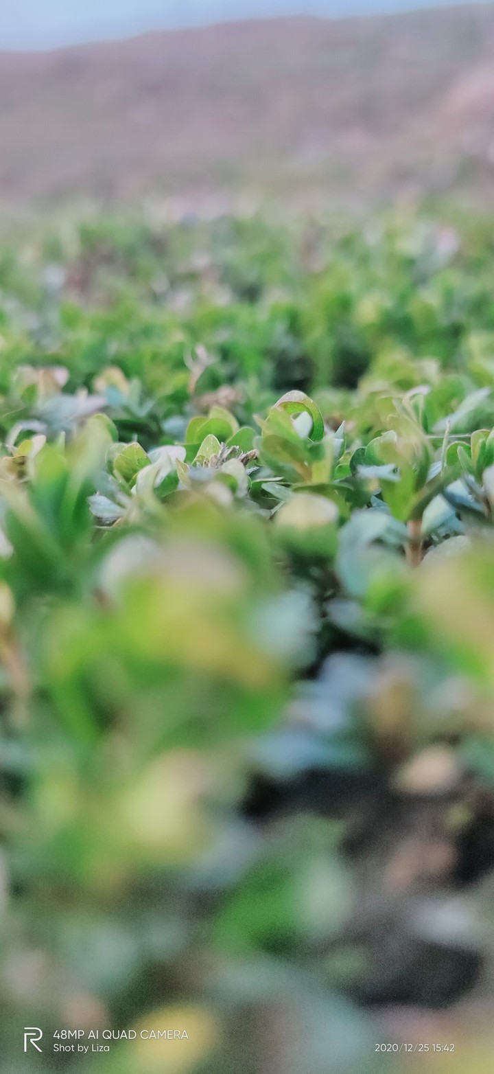 green