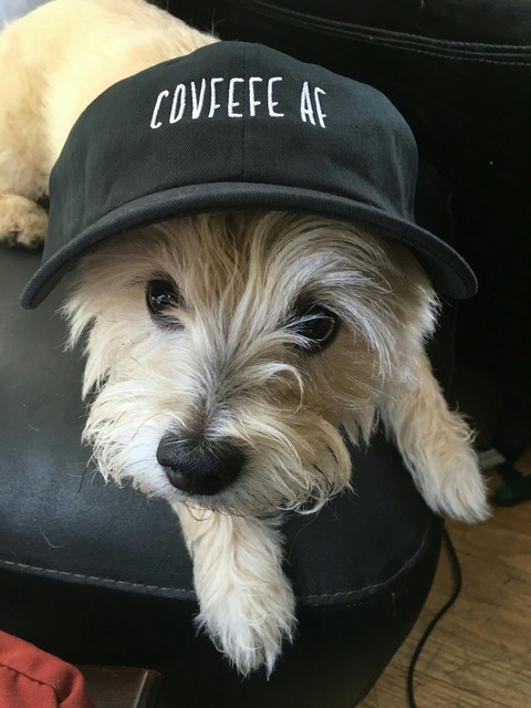 handsome dog