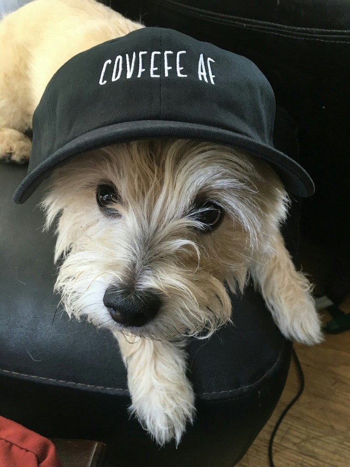 handsome dog