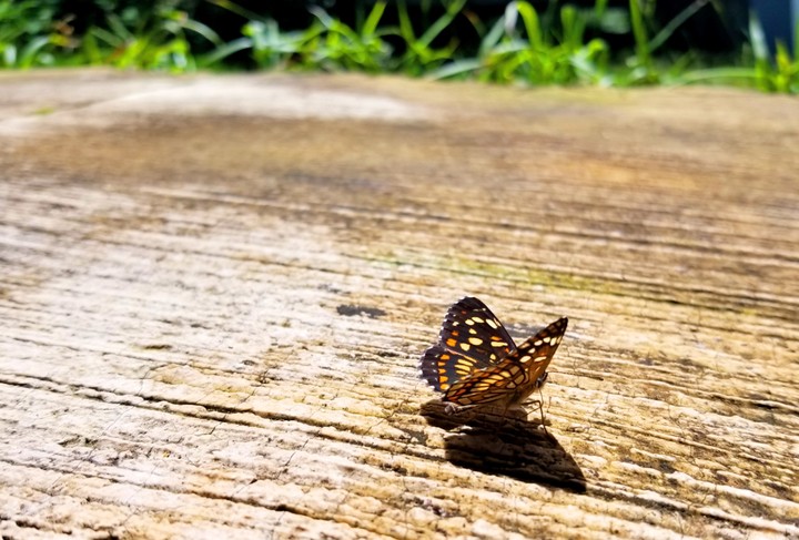 MARIPOSA EN EL SUBSUELO, TAXCO EL VIEJO, GRO.
