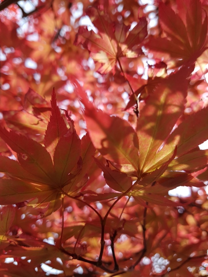 autnmn leaves