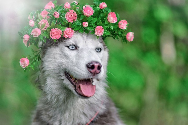 pet