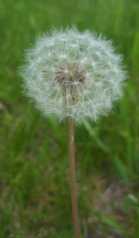 Dandelion