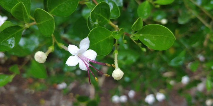 white flower