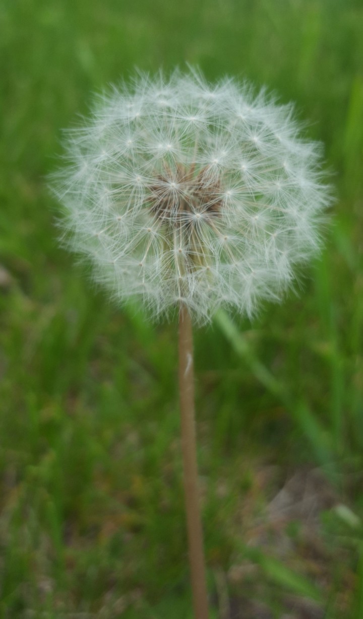 Dandelion