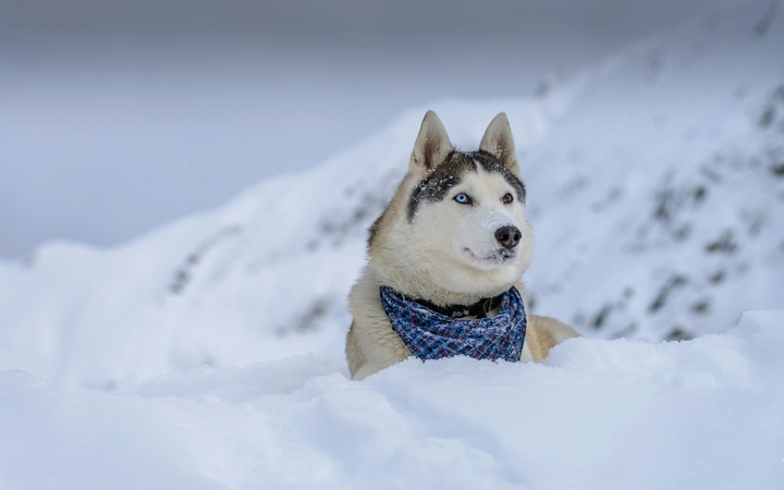 dog