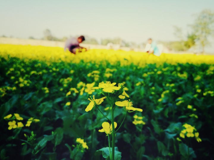 Flower of mustard