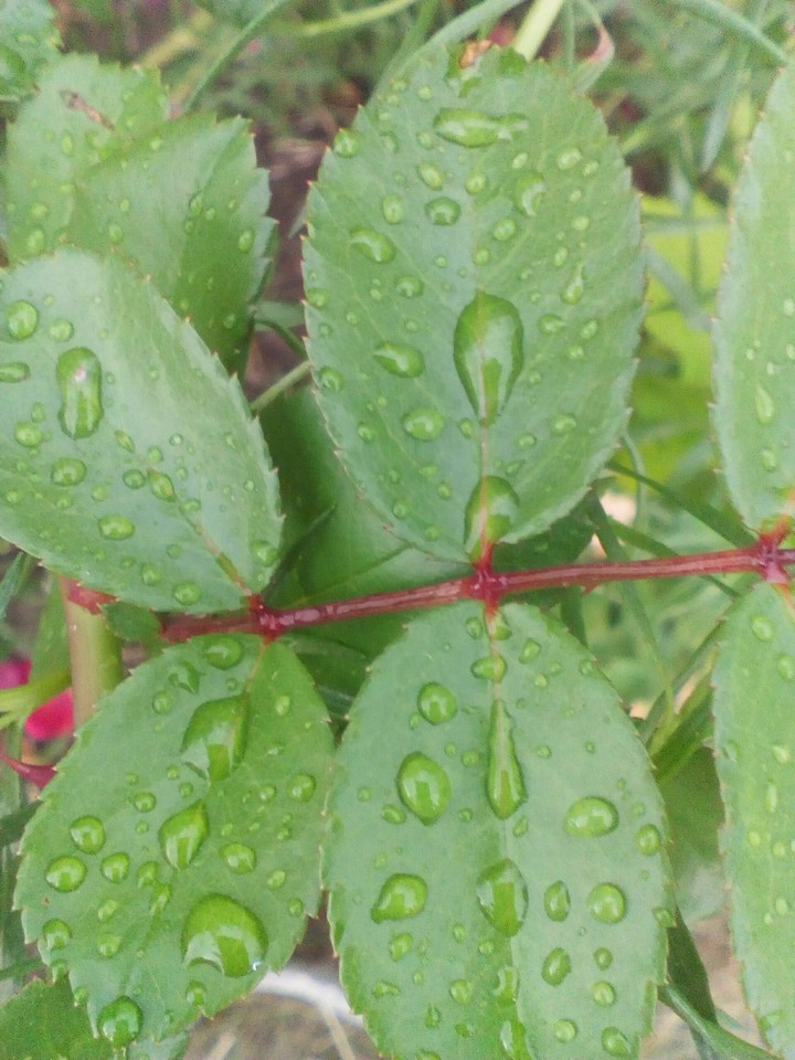 after rain
