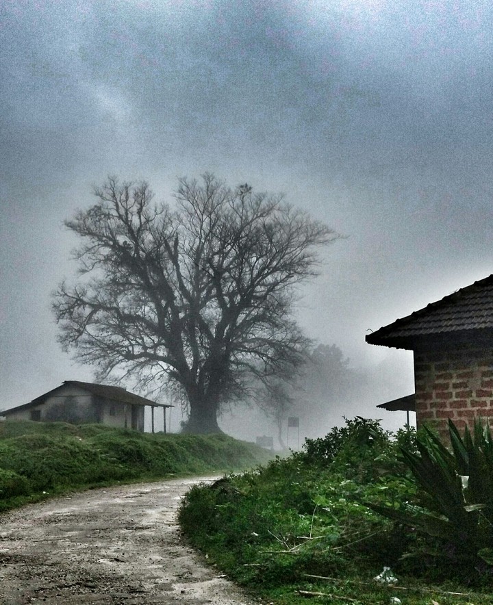 Dreamer's road