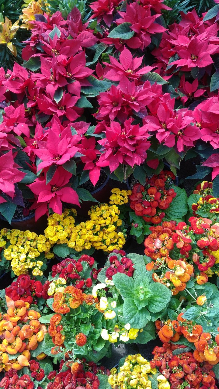 Flowers