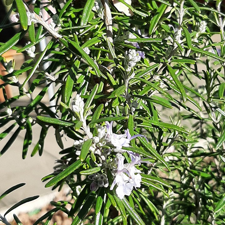 merveille du monde