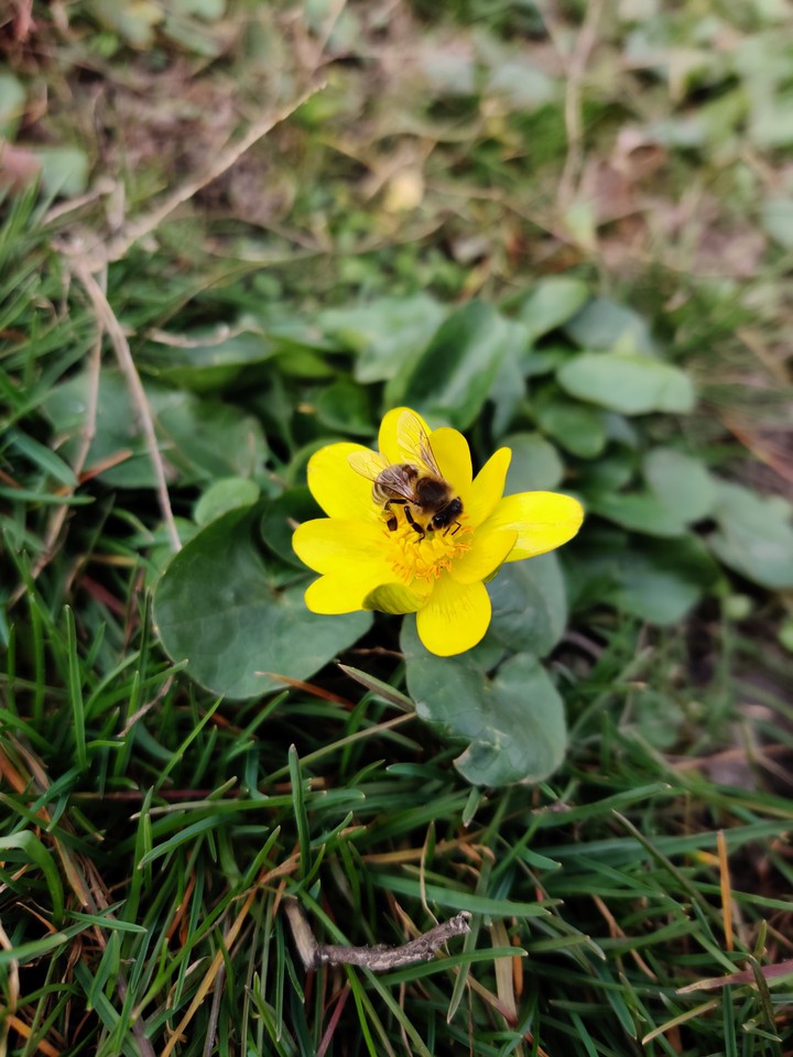 little bee