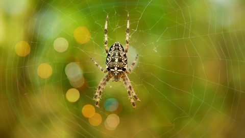 Spider_web..❤
