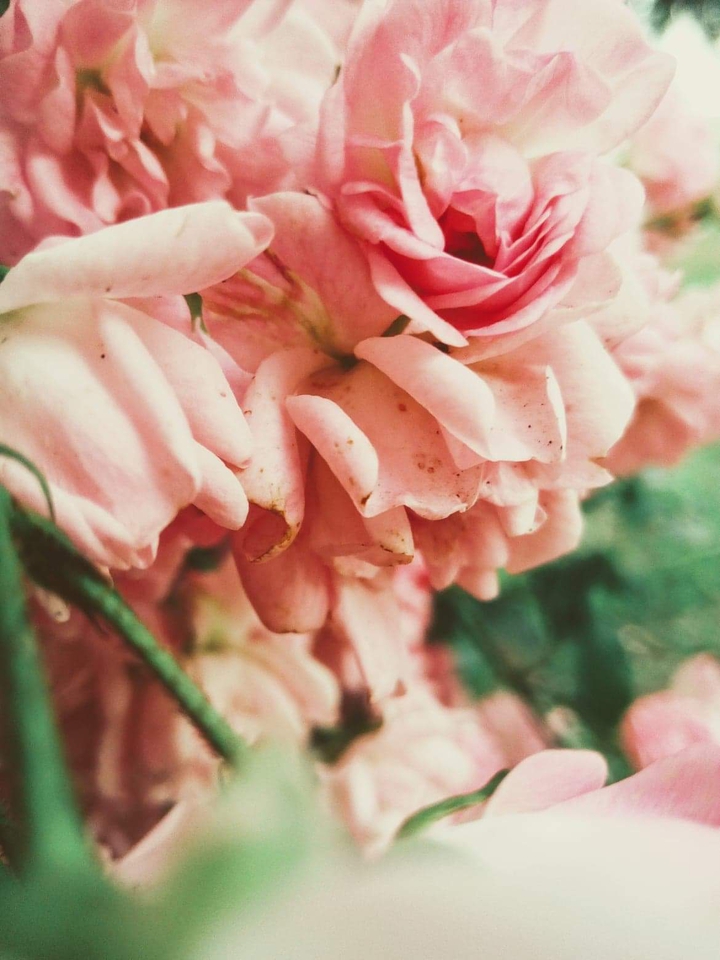 my pictures