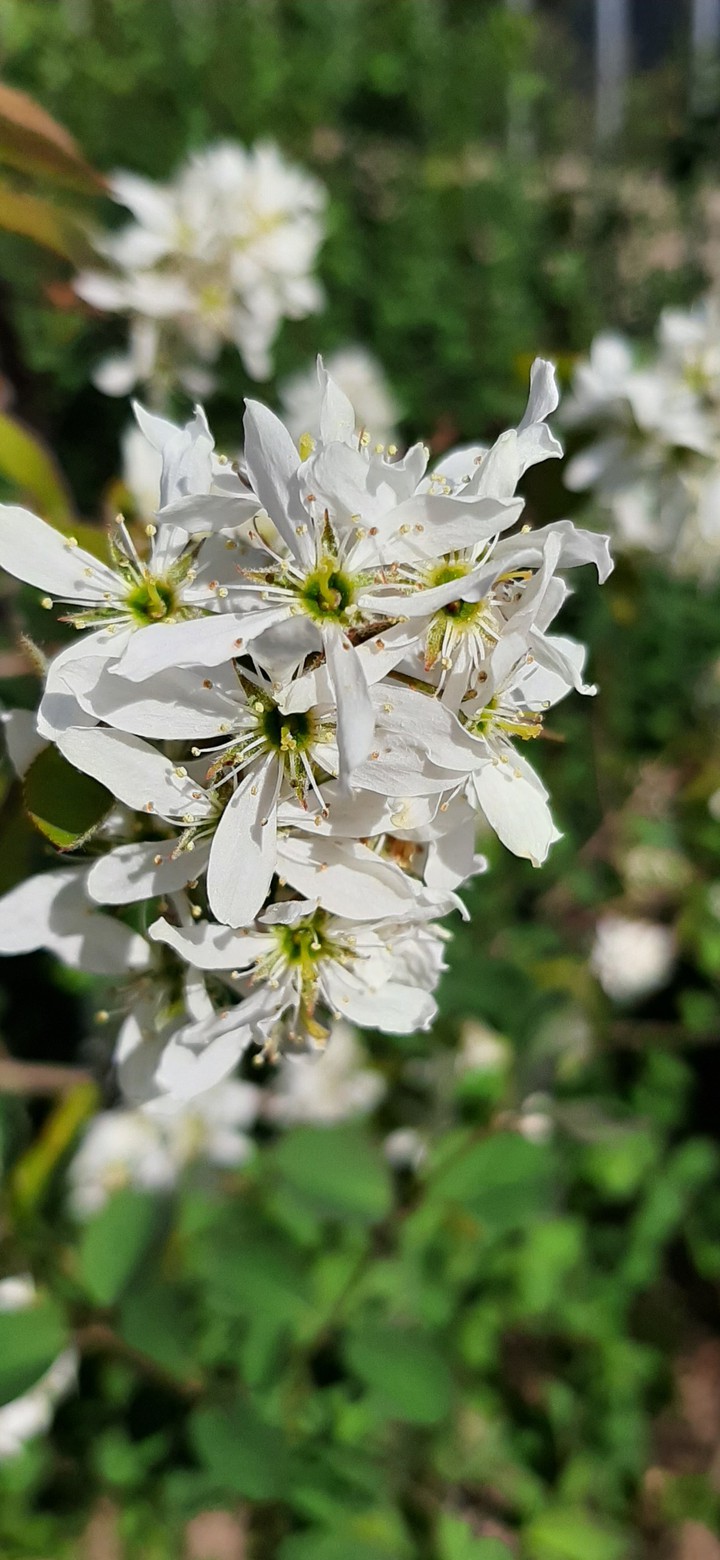 spring