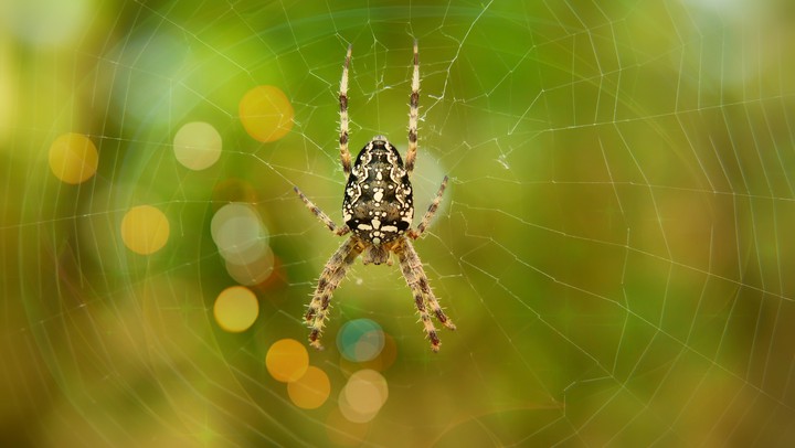 Spider_web..❤