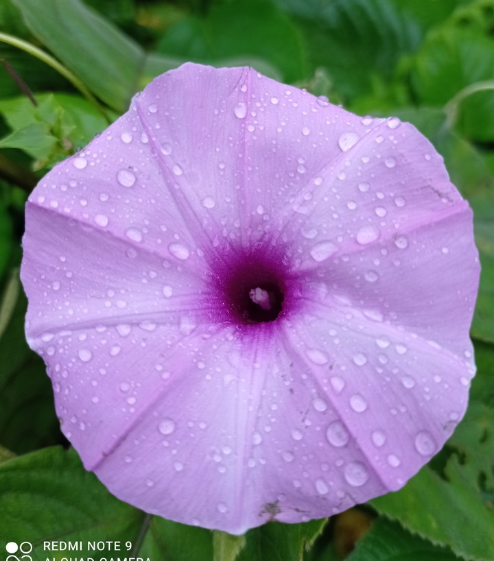 #flower #flowers #nature #photography #flowerstagram #love