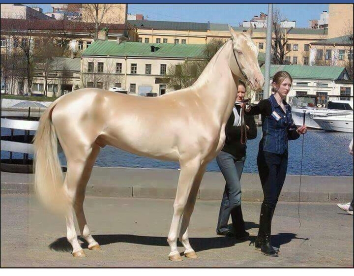 beautiful horse