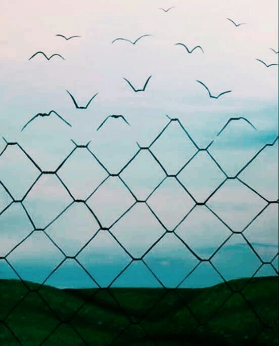 پرنده مهاجر