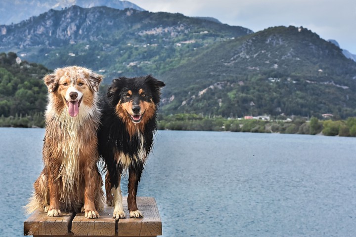 photogenic dogs