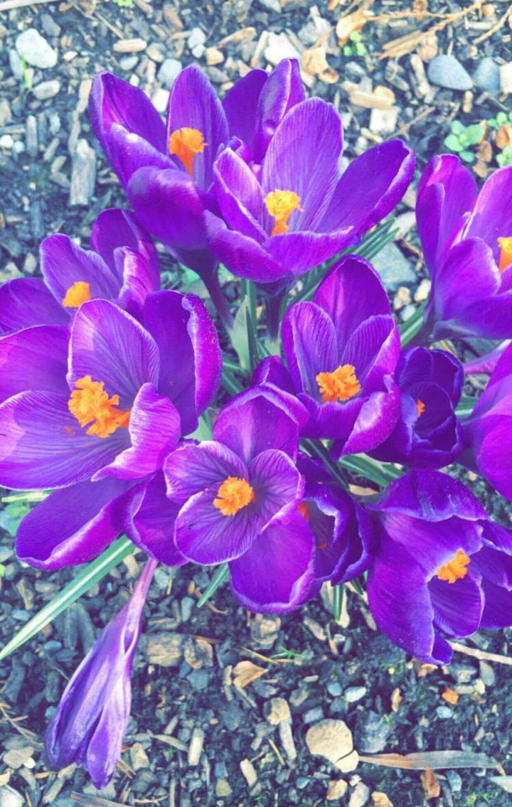 purpleflower