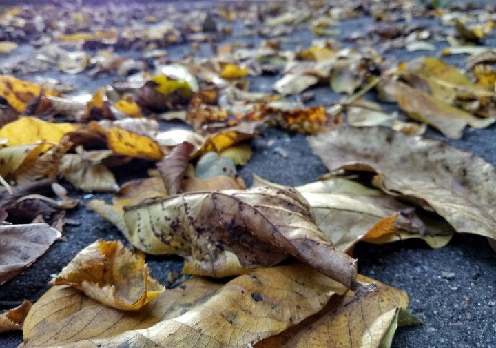 Leaf