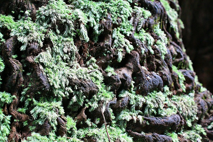 nature