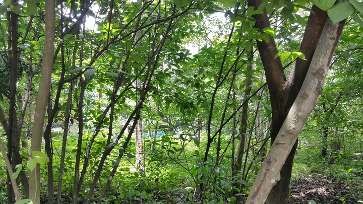 Green view