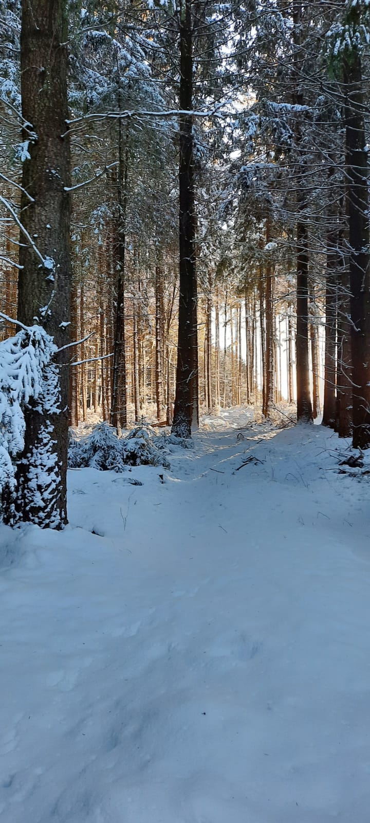 Wintermagic in the Forest
