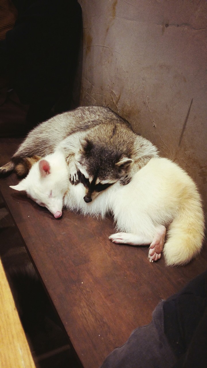 napping raccoons