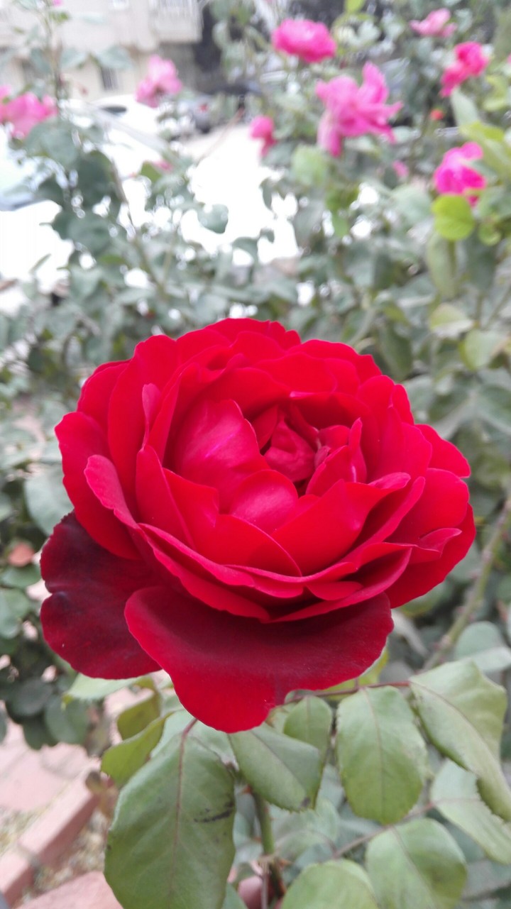 gül