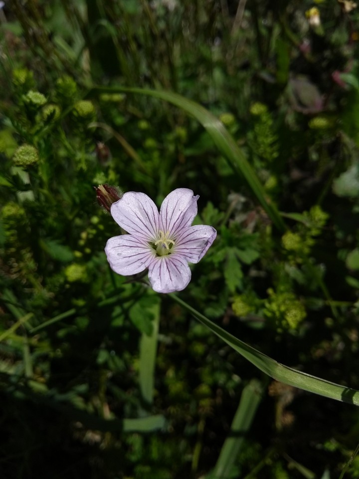 Flor silvestre.